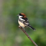 Woodchat Shrike, Beddington Farmlands (P Wallace).