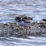 Ringed Plover, Beddington Farmlands (D Warren).