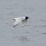 Mediterranean Gull, Island Barn Reservoir (D Harris).