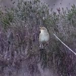 Grasshopper Warbler, Thursley Common (E Stubbs).