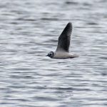 Little Gull, Frensham Great Pond (E Stubbs).