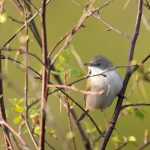 Whitethroat, Thursley Common (I Rowe).