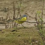 Blue-headed Wagtail, Beddington Farmlands (A Ramesh).
