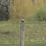 Common Tern, Cranleigh (R Stride).