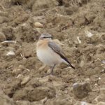 Wheatear, Burgh Heath (S Gale).