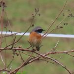 Redstart, Woodmansterne (I Ward).