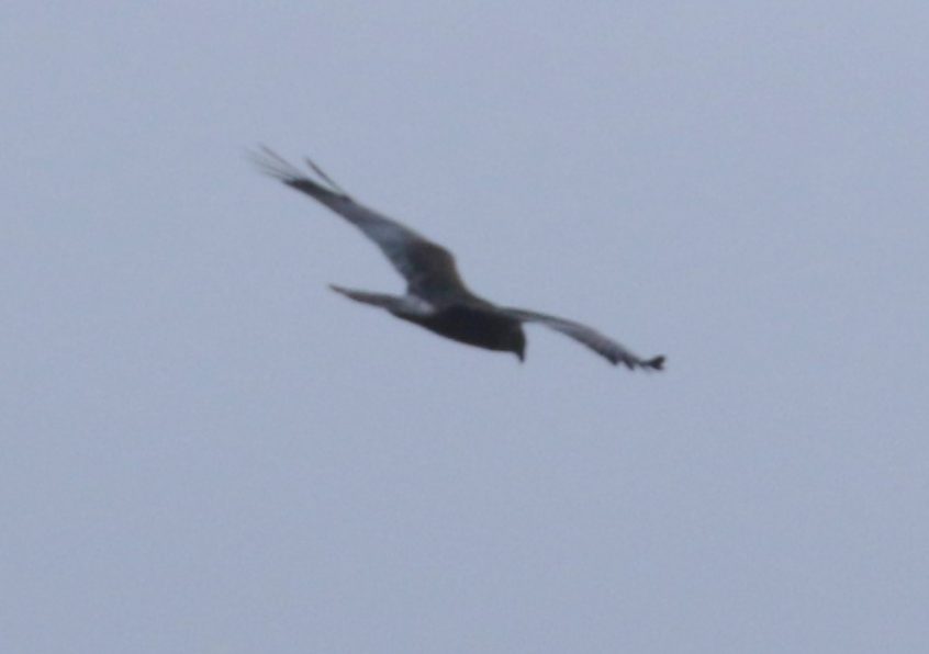 Marsh Harrier, Thursley Common (B Henricot).