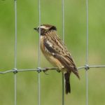 Whinchat, Beddington Farmlands (D Warren).