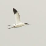 Avocet, Beddington Farmlands (I Jones).