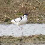Avocet, Beddington Farmlands (I Jones).