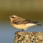 Wheatear, Island Barn Reservoir (D Harris).
