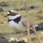Little Ringed Plover, Beddington Farmlands (D Warren).