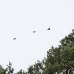 Crossbills, Blackheath (K Britten).