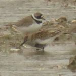Dunlin and Ringed Plovers, Beddington Farmlands (I Jones).