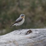 Wheatear, Thursley Common (K Britten).