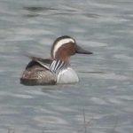 Garganey, Tice's Meadow (D Burford).