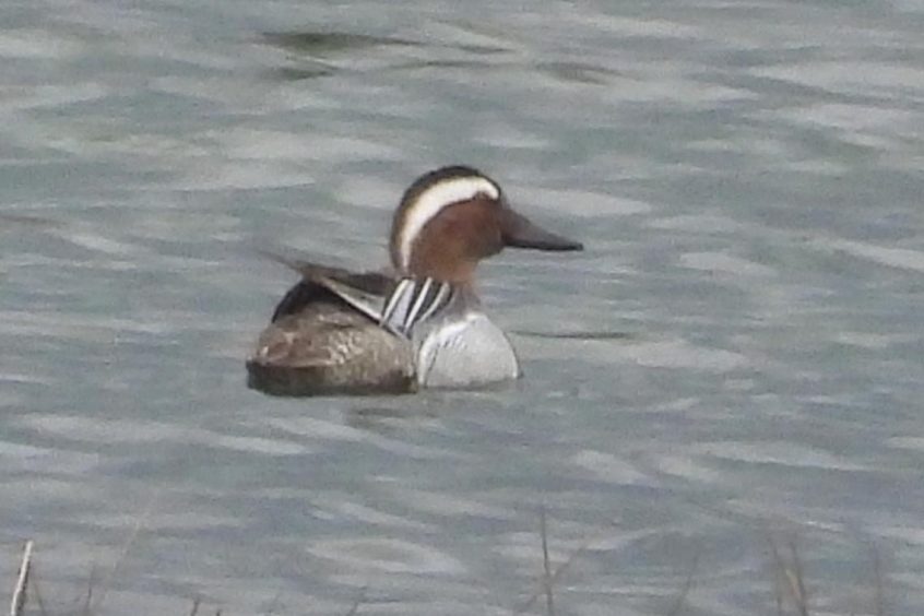 Garganey, Tice's Meadow (D Burford).