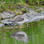 Greenshank, Island Barn Reservoir (J Snell).