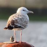 Caspian Gull, Island Barn Reservoir (D Harris).