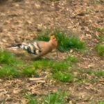 Hoopoe, Elstead (D Davidsen).