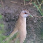 Little Crake, Papercourt Water Meadows (E Sames).