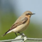 Wheatear, Beddington Farmlands (D Warren).