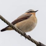 Wheatear, Unstead SF (D Hughes).