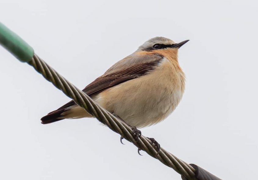Wheatear, Unstead SF (D Hughes).