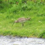 Whimbrel, Island Barn Reservoir (J Reeves).