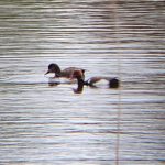 Red-crested Pochard, Beddington Farmlands (M Keenan).