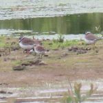Little Stint and Ringed Plovers, Beddington Farmlands (I Jones).