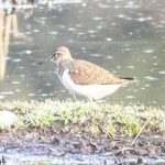 Common Sandpiper, Thursley Common (D Brassington).