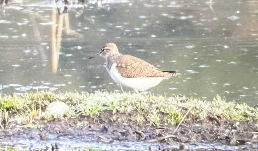 Common Sandpiper, Thursley Common (D Brassington).