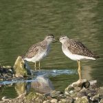 Wood Sandpipers, Beddington Farmlands (A Ramesh).