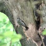 Spotted Flycatcher, Broadmoor (S Gale).