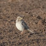 Corn Bunting, Shackleford (E Stubbs).