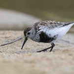 Dunlin, Frensham Great Pond (D Brassington).