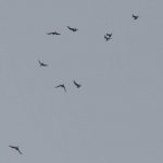Kittiwakes, Bankside (R Braddock).