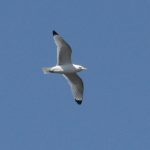 Kittiwake, Tate Modern (R Braddock).