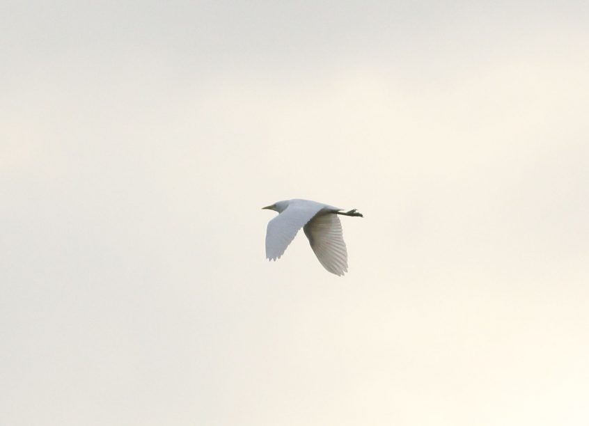 Cattle Egret, West Molesey (D Harris). Cattle Egret, West Molesey (D Harris).