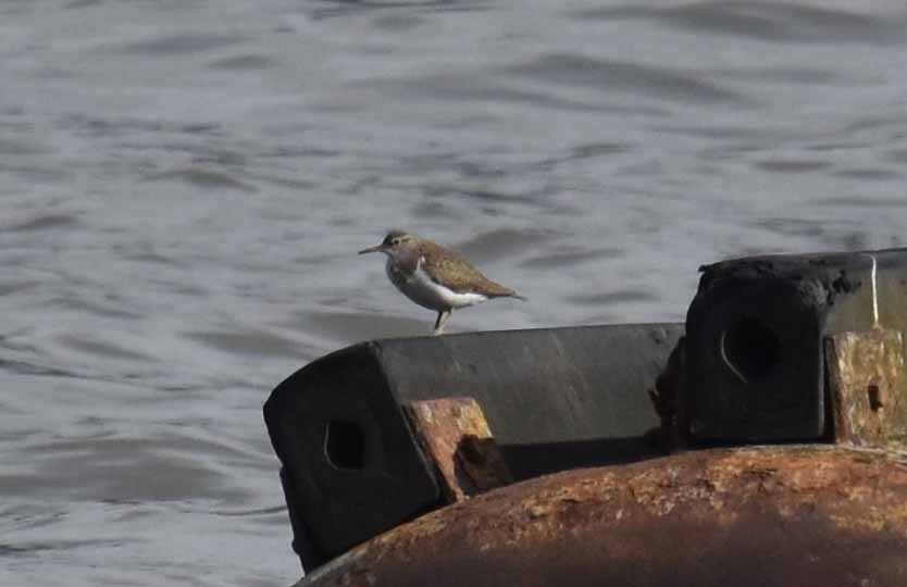 Common Sandpiper, Tate Modern (R Braddock). Common Sandpiper, Tate Modern (R Braddock).