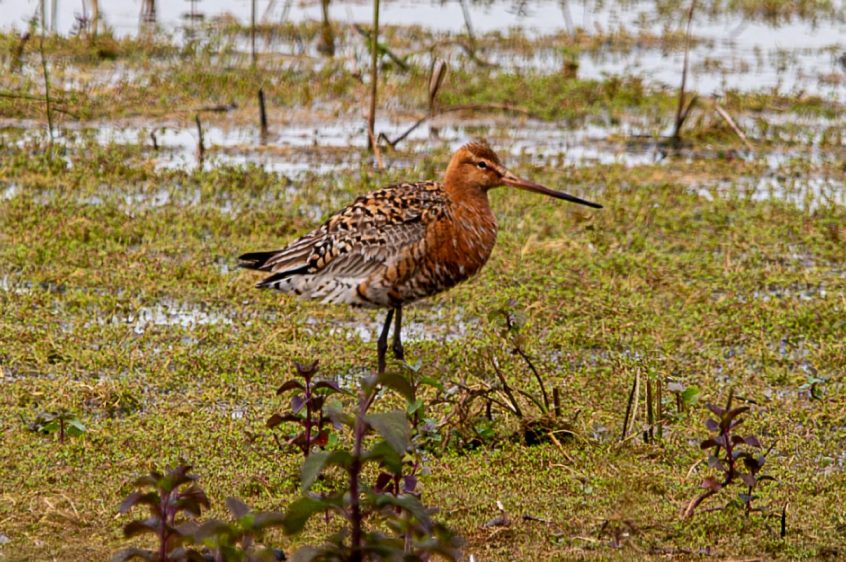 Black-tailed Godwit, Tice's Meadow (C Varndell). Black-tailed Godwit, Tice's Meadow (C Varndell).