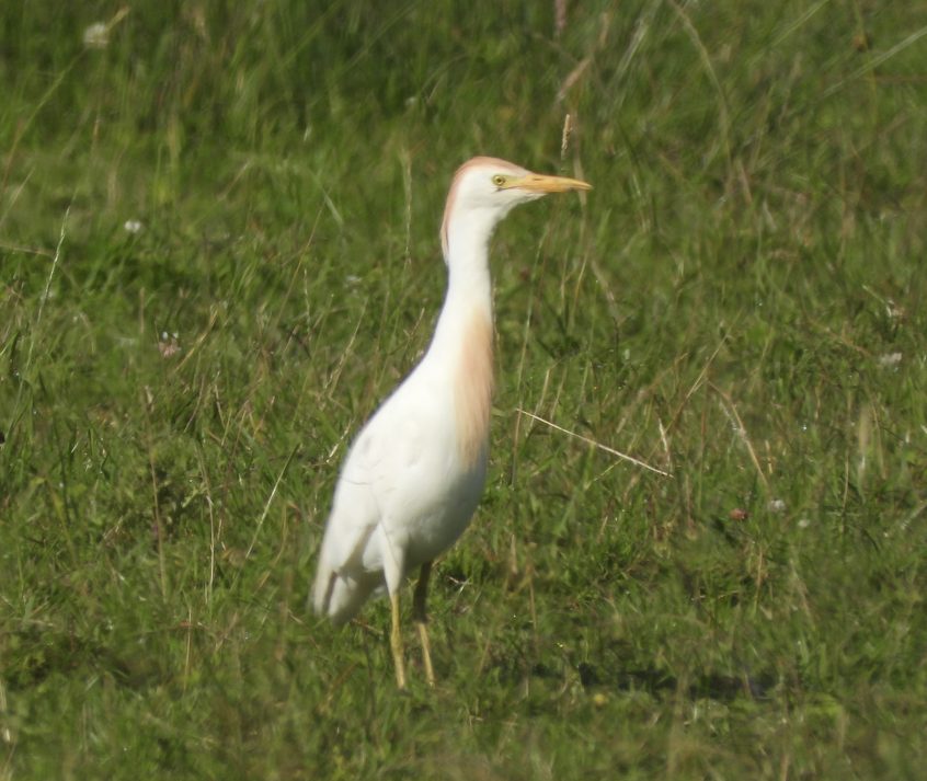 Cattle Egret, Papercourt Water Meadows (A Goddard). Cattle Egret, Papercourt Water Meadows (A Goddard).