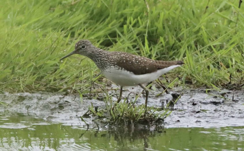 Green Sandpiper, Holmethorpe SP (G Hay). Green Sandpiper, Holmethorpe SP (G Hay).