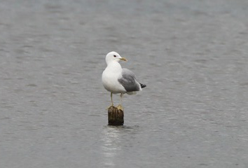 Common Gull, Holmethorpe SP (G Hay). Common Gull, Holmethorpe SP (G Hay).
