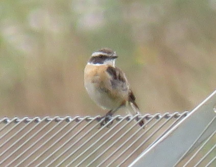 Whinchat, Beddington Farmlands (I Jones). Whinchat, Beddington Farmlands (I Jones).