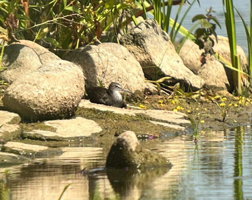 Green Sandpiper, London Wetland Centre (M Bradbury). Green Sandpiper, London Wetland Centre (M Bradbury).