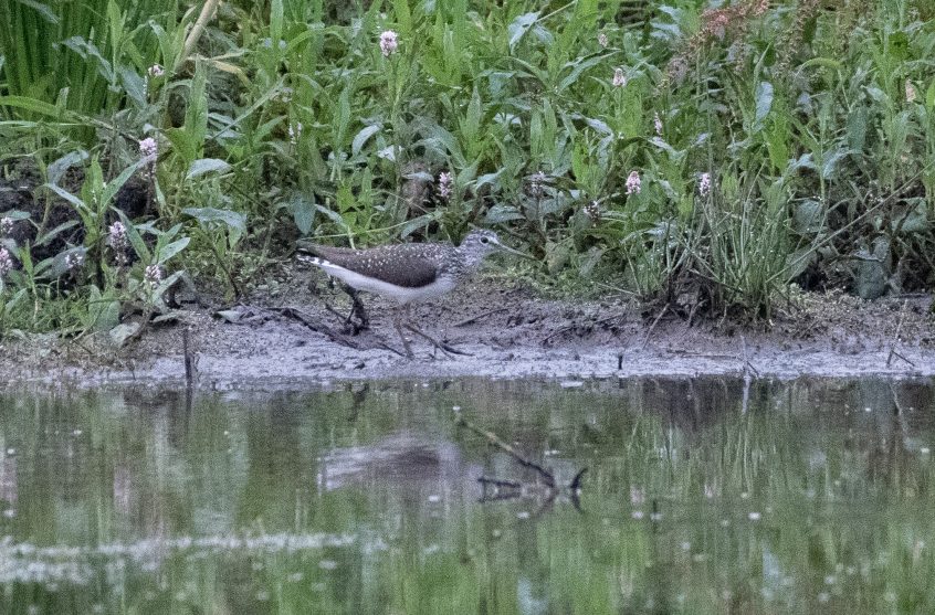 Green Sandpiper, Lammas Lands (E Stubbs). Green Sandpiper, Lammas Lands (E Stubbs).