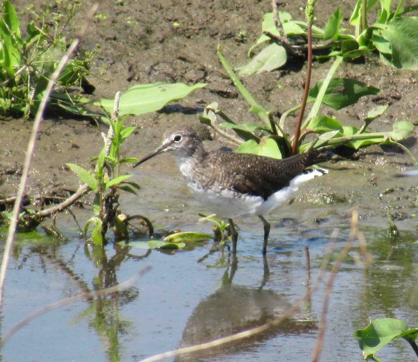 Green Sandpiper, London Wetland Centre (J Reeves). Green Sandpiper, London Wetland Centre (J Reeves).