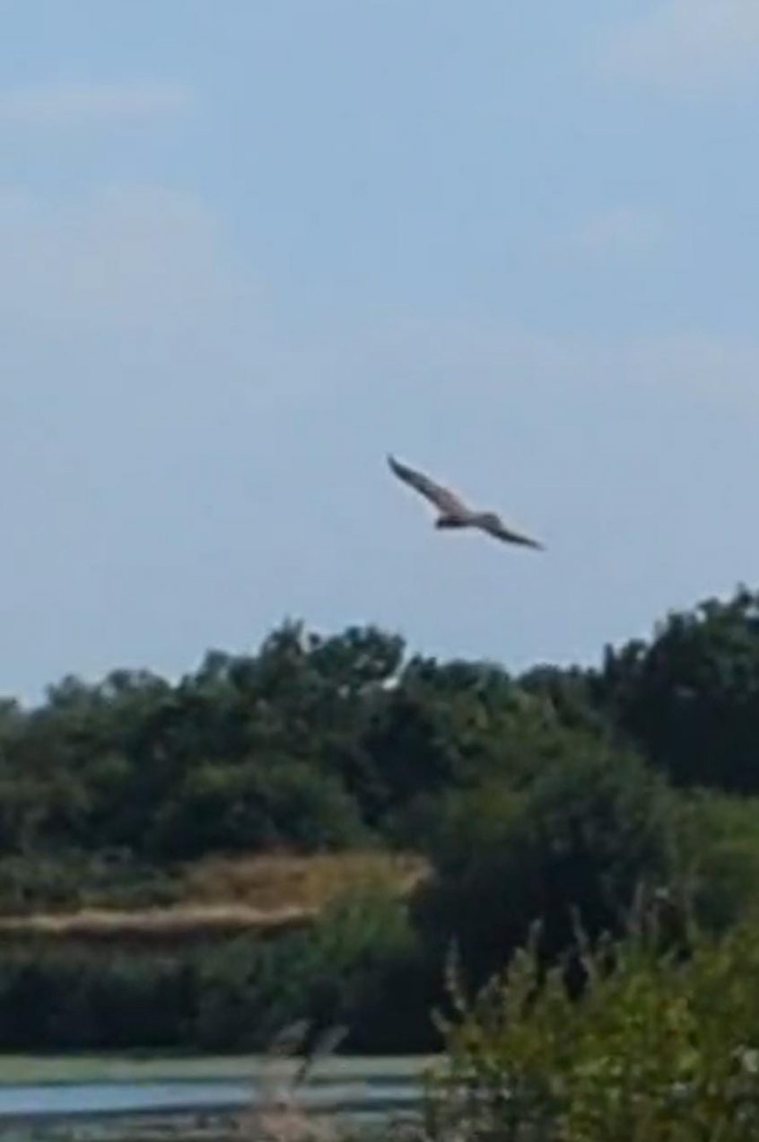 Marsh Harrier, Beddington Farmlands (P Rogers). Marsh Harrier, Beddington Farmlands (P Rogers).